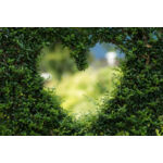 Heart in a bush Thumbnail