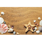 Seashells Thumbnail