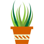 cactus 6 Thumbnail