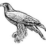 Birds Thumbnail