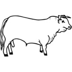 Cows Thumbnail