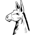 Donkey Thumbnail