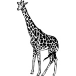 Giraffes Thumbnail